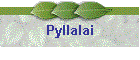 Pyllalai